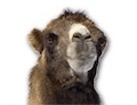 Camel for dog ecards