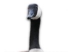 Canada Goose for dog ecards