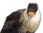 Southern Caracara for dog ecards