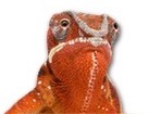 Chameleon Furcifer for dog ecards