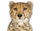 Cheetah for dog ecards