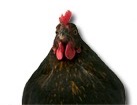 Chicken for dog ecards