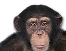 Chimpanzee for dog ecards