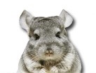 Chinchilla for dog ecards