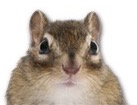 Chipmunk for dog ecards
