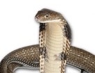 Cobra Snake  for dog ecards