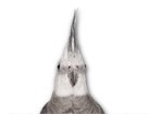 Cockatiel for dog ecards