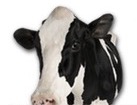 Cow for dog ecards