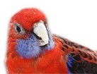 Crimson Rosella for dog ecards