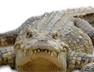 Crocodile for dog ecards