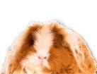 Guinea Pig for dog ecards