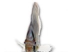 Discus Fish for dog ecards