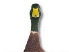 Duck for dog ecards