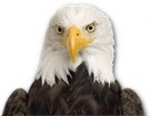 Eagle for dog ecards