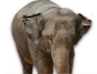 Elephant for dog ecards