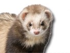 Ferret for dog ecards