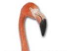Flamingo for dog ecards