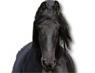 Friesian Horse for dog ecards