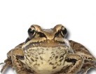 Frog for dog ecards