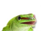 Gecko for dog ecards