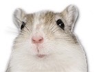 Gerbil for dog ecards