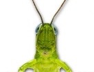 Grasshopper for dog ecards