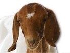Goat for dog ecards