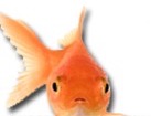 Goldfish for dog ecards