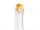Goose for dog ecards