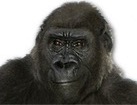Gorilla for dog ecards