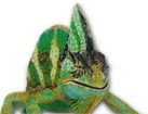 Green Chameleon for dog ecards