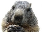 Groundhog for dog ecards