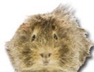 Guinea Pig for dog ecards