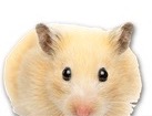 Hamster for dog ecards