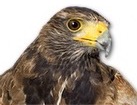 Harris Hawk for dog ecards
