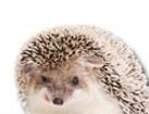 Hedgehog for dog ecards