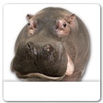 Hippopotamus for dog ecards
