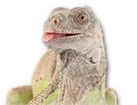 Iguana for dog ecards