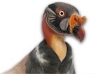 King Vulture for dog ecards