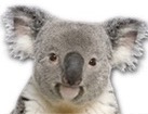 Koala Bear for dog ecards