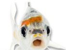 Koi Fish for dog ecards