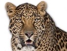 Leopard for dog ecards