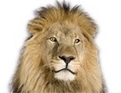 Lion for dog ecards