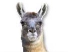 Llama for dog ecards