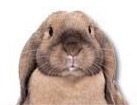 Lop-Eared Rabbit for dog ecards