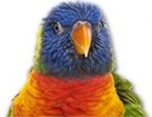 Rainbow Lorikeet for dog ecards
