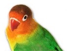 Lovebird for dog ecards