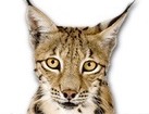 Lynx for dog ecards