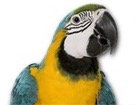 Blue Yellow Macaw for dog ecards