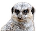 Meerkat for dog ecards